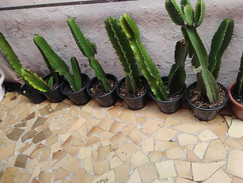 Cactos para venda