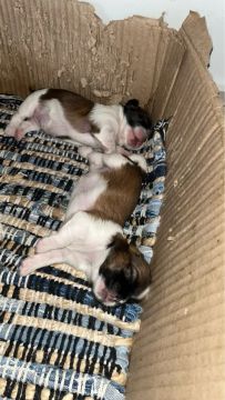 Shih tzu filhote 