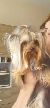 Yorkshire Terrier 
