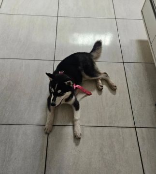 Husky Siberiano fêmea 4 meses 