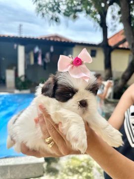 Shih Tzu Fêmea - Chocolate com branco 
