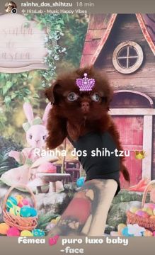 Shih Tzu Fêmea - Puro Luxo