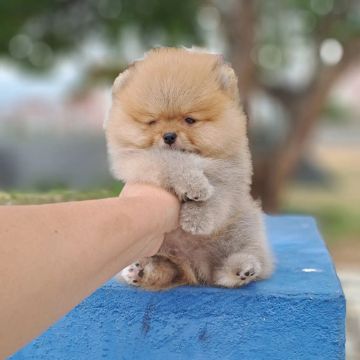 Lulu da Pomerânia Ursinhos Legítimos!!!
