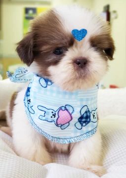 Shihtzu machinho  , venha conhecer seu novo amiguinho