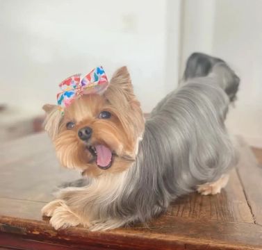 filhote cão Yorkshire terrier: encontre seu novo melhor amigo.