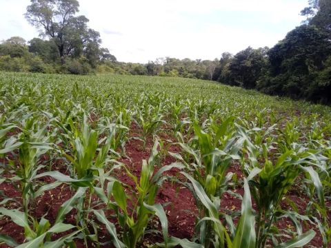 COD153  Chácara 9,3HECTARES  JARAGUARI/BONFIM