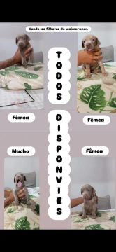 Vende-se filhote de weimaraner!!