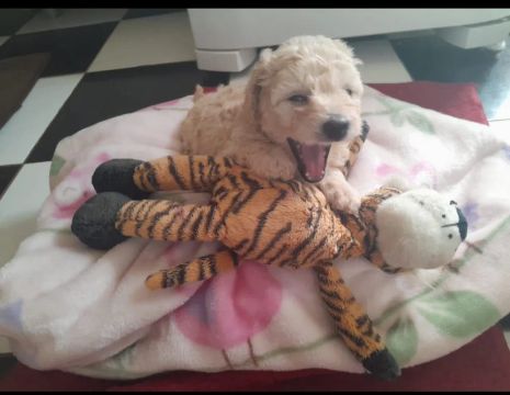 Poodle filhote macho a pronta entrega 