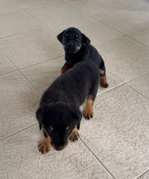 Rottweiler fêmea pura 