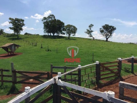 Fazenda à venda em Faxinal no Paraná. Com 68 alqueires sendo 23 alqueire de plantio. Mangu