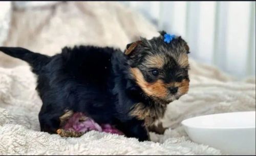Yorkshire Terrier Fêmea