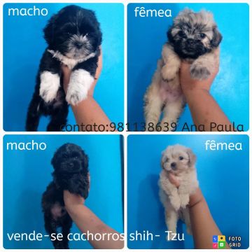 Vende-se cachorros shih-tzu 