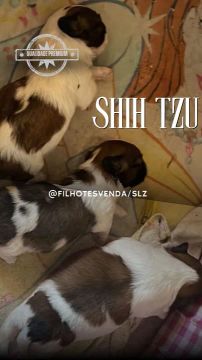 Shih tzu ( machos e femas )
