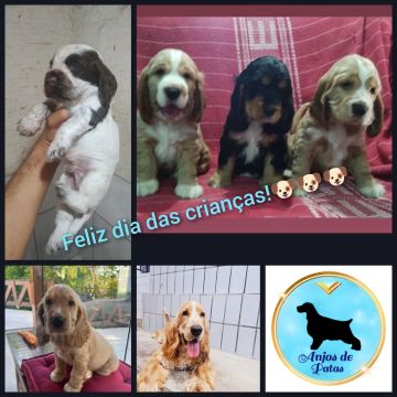 Filhotes de Cocker Spaniel Inglês