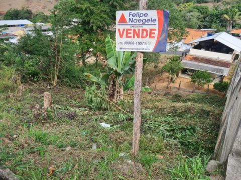 Lote quinta dis lontras 