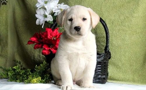 Labrador macho e fêmea 