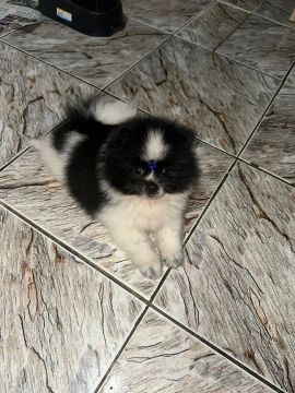 Cachorro Lulu da Pomerânia 
