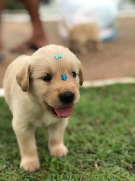 Filhote Golden Retriever macho