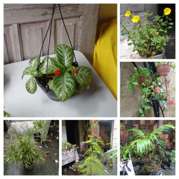 Vendo essa plantas todas juntas 
