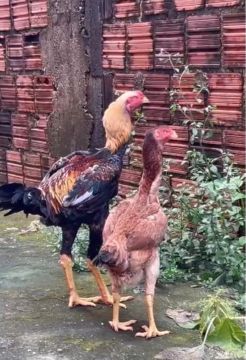 Casal de índio gigante $420