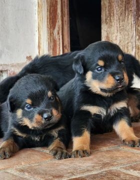 Filhotes Rottweiler Puros (Parcelo até 12x)