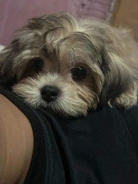 Filhote de Shih Tzu fêmea 