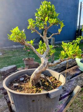 Bonsai Ficus Retusa - Planta Adulta