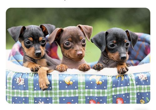  Filhote de Pinscher  Fêmea (Chocolate)