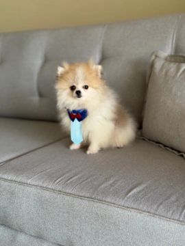 Spitz alemão macho.