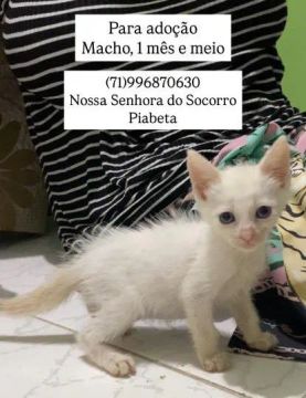 Gatinhos para adoção
