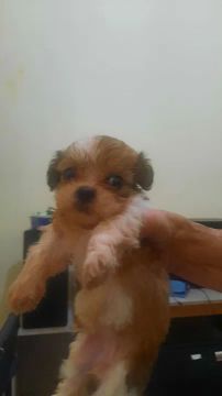 Fêmea Shih Tzu TRICOLOR