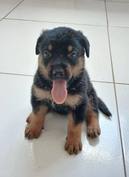 Filhote Rottweiler com Pastor Alemão 