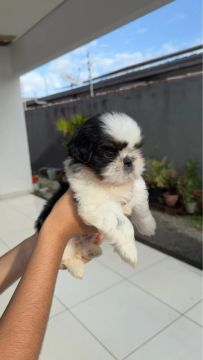 Vendo filhote de Shih tzu macho 