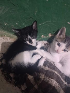 Gatos para doação!!