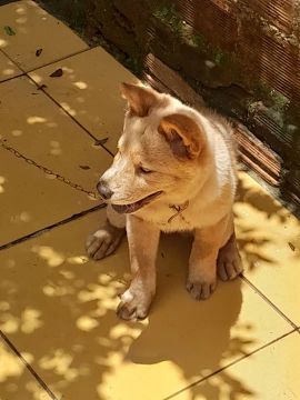Filhote de cachorro