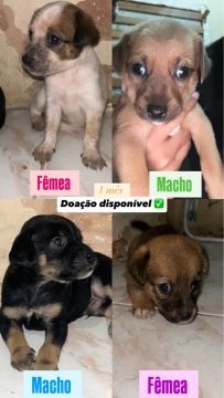Cachorrinhos pra adoção 