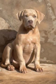 Filhote de Pitbull -  macho