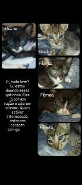 Doação de gatinhos 