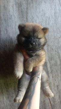 Chow chow original 