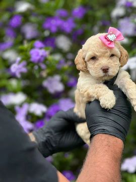 Filhote de Poodle com Laço