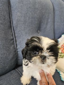 Filhotes de Shih Tzu
