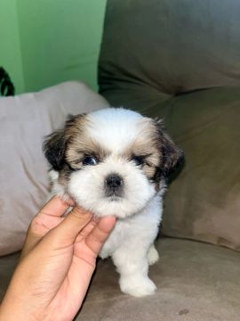 Shih Tzu Chocolate com Branco