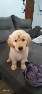 Golden Retriever Fofo para Adoção