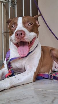 Pitbull Disponível pra cruza