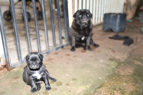 Filhote de Pug Black femea