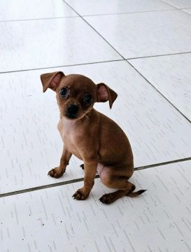 Vende-se Pinscher 0