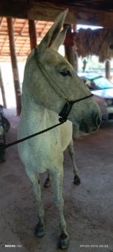 Mula marchadeira