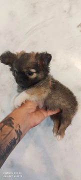Chihuahua macho 