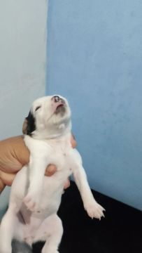 Filhote de pinscher número 01 raro Branco 
