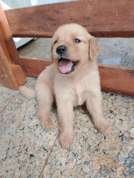 Filhote Golden Retriever